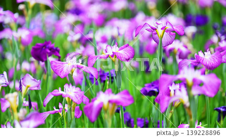 ハナショウブ/花菖蒲/Japanese iris ハナショウブ/花菖蒲/Japanese iris 139228896