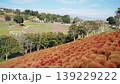 一面に広がるコキア畑 139229222