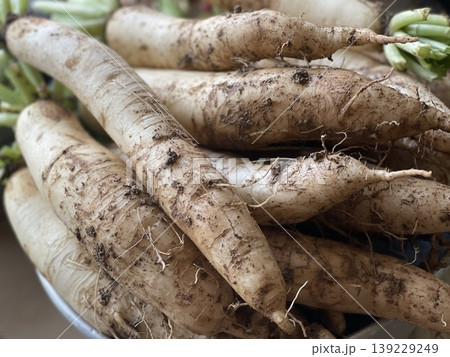 Close Up Of Harvested White Daikon Radish Roots With Soil Close Up Of Harvested White Daikon Radish Roots With Soil 139229249