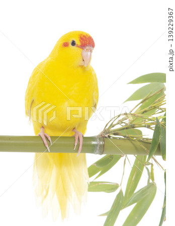 Red-fronted Kakariki parakeet 139229367