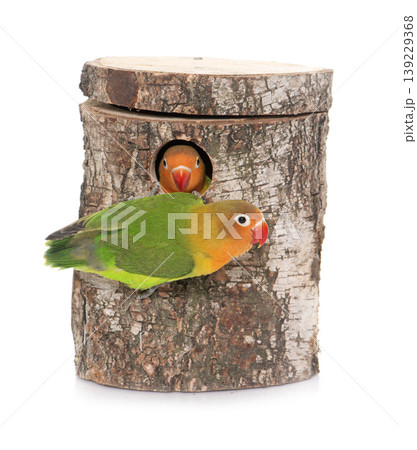 bird nest box and lovebird 139229368