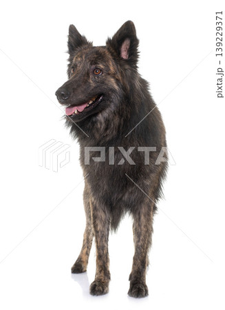 Dutch Long haired shepherd 139229371