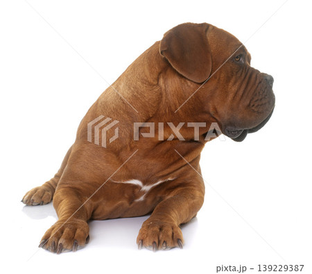 Dogue de Bordeaux Dogue de Bordeaux 139229387