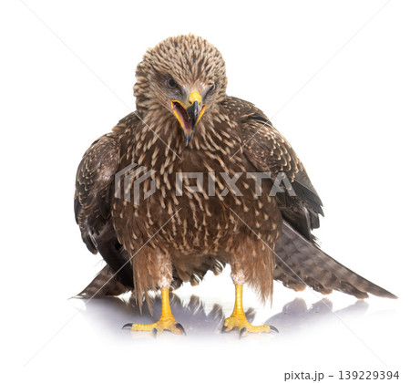 Common buzzard in studio 139229394