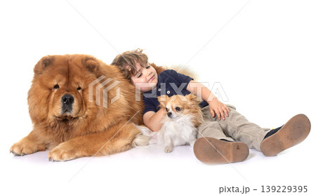chow chow, chihuahua and little boy chow chow, chihuahua and little boy 139229395