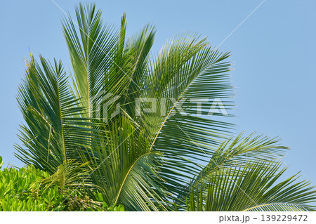 Classic Maldives island landscape on a sunny day, view on sky through the palm leaves Classic Maldives island landscape on a sunny day, view on sky through the palm leaves 139229472