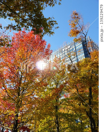 紅葉に包まれる高層ビル 紅葉に包まれる高層ビル 139229479