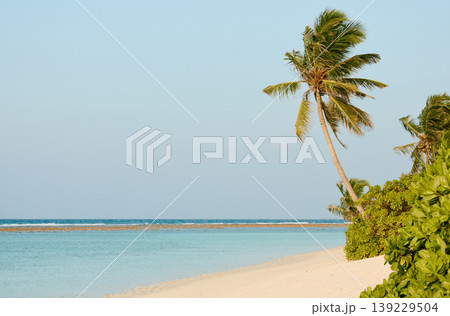 Classic Maldives island landscape on a sunset, azure water, white sand, palm trees on the shore Classic Maldives island landscape on a sunset, azure water, white sand, palm trees on the shore 139229504