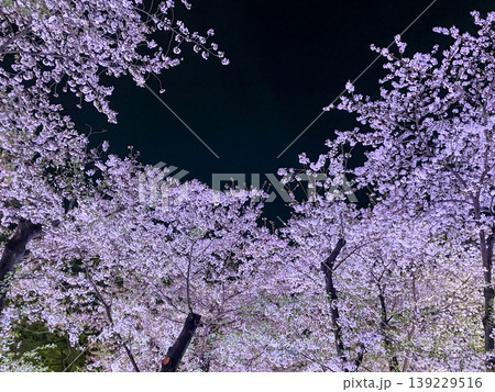 幻想的な夜桜のライトアップ 幻想的な夜桜のライトアップ 139229516