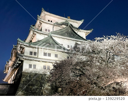 名古屋城と桜のライトアップ 名古屋城と桜のライトアップ 139229520