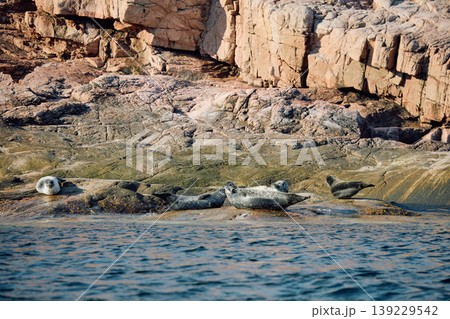 Few navy seals bask on the rocky shore at sunset in Teriberka, Murmansk region, Russia 139229542