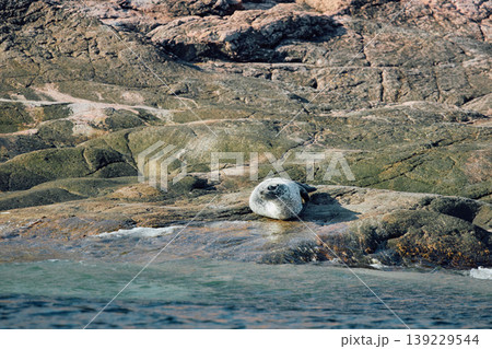 Navy seal bask on the rocky shore at sunset in Teriberka, Murmansk region, Russia 139229544