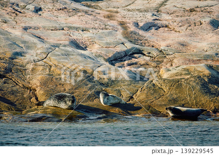 Few navy seals bask on the rocky shore at sunset in Teriberka, Murmansk region, Russia Few navy seals bask on the rocky shore at sunset in Teriberka, Murmansk region, Russia 139229545