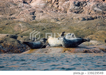 Few navy seals bask on the rocky shore at sunset in Teriberka, Murmansk region, Russia Few navy seals bask on the rocky shore at sunset in Teriberka, Murmansk region, Russia 139229549