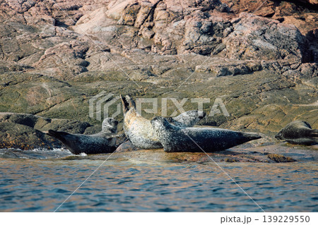Few navy seals bask on the rocky shore at sunset in Teriberka, Murmansk region, Russia Few navy seals bask on the rocky shore at sunset in Teriberka, Murmansk region, Russia 139229550