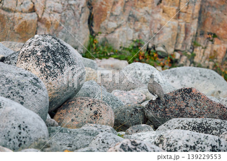 barely noticeable partridges jump on the rocks in the coast of the Barents Sea at sunset, the rocky shore with colourful arctic carpet of moss, yagel, Tundra at autumn, Russia, Murmansk region barely noticeable partridges jump on the rocks in the coast of the Barents Sea at sunset, the rocky shore with colourful arctic carpet of moss, yagel, Tundra at autumn, Russia, Murmansk region 139229553