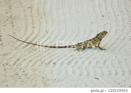 A beautiful multicolored lizard on the white sand of the Maldives island, posing for the camera A beautiful multicolored lizard on the white sand of the Maldives island, posing for the camera 139229563