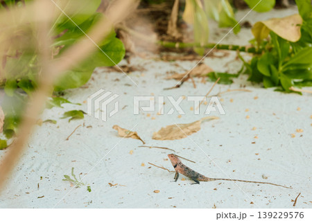 A beautiful multicolored lizard on the white sand of the Maldives island, posing for the camera A beautiful multicolored lizard on the white sand of the Maldives island, posing for the camera 139229576