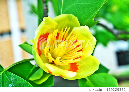 赤と黄色のユリノキの花(春、四月) 赤と黄色のユリノキの花(春、四月) 139229582