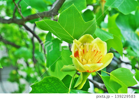 赤と黄色のユリノキの花(春、四月) 赤と黄色のユリノキの花(春、四月) 139229583