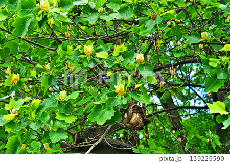 赤と黄色のユリノキの花(春、四月) 赤と黄色のユリノキの花(春、四月) 139229590