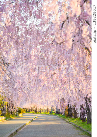 爽やかな朝を迎えた日中線枝垂れ桜並木 福島県 爽やかな朝を迎えた日中線枝垂れ桜並木 福島県 139229617