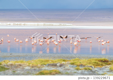 Beautiful flock of flamingo flying over red Laguna Colorada in Bolivia 139229671