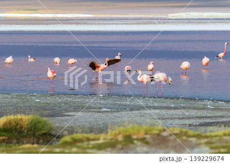 Peaceful flamingos wading in shallow water at Laguna Colorada Bolivia Peaceful flamingos wading in shallow water at Laguna Colorada Bolivia 139229674