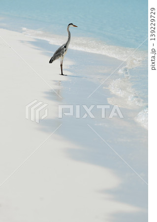 A lone stork stands and hunts on the white sand of the Maldives coast on a sunny day, blue water all around, small waves 139229729