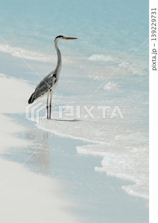 A lone stork stands and hunts on the white sand of the Maldives coast on a sunny day, blue water all around, small waves A lone stork stands and hunts on the white sand of the Maldives coast on a sunny day, blue water all around, small waves 139229731
