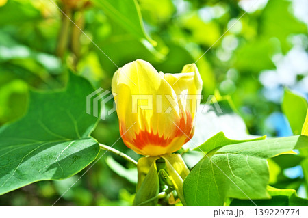 赤と黄色のユリノキの花(春、四月) 赤と黄色のユリノキの花(春、四月) 139229774