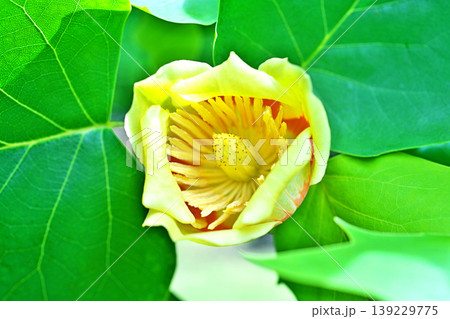 赤と黄色のユリノキの花(春、四月) 赤と黄色のユリノキの花(春、四月) 139229775