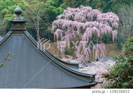 福聚寺桜と境内 福聚寺桜と境内 139230055