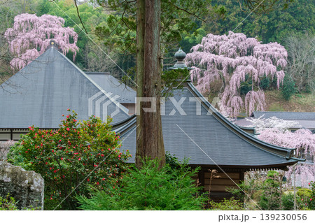 福聚寺桜と本堂 福聚寺桜と本堂 139230056