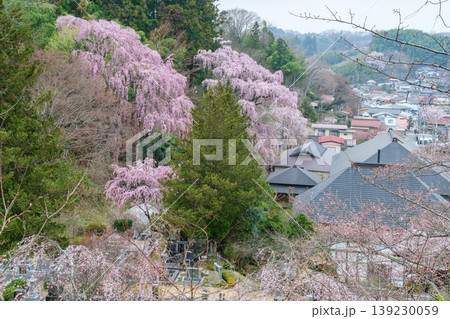 枝垂れ桜と町並み 139230059