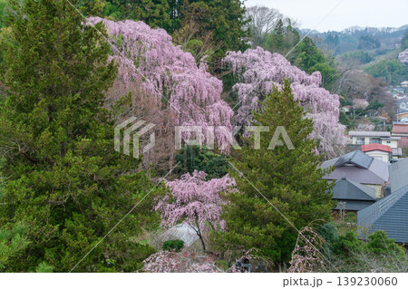 枝垂れ桜と家並み 枝垂れ桜と家並み 139230060