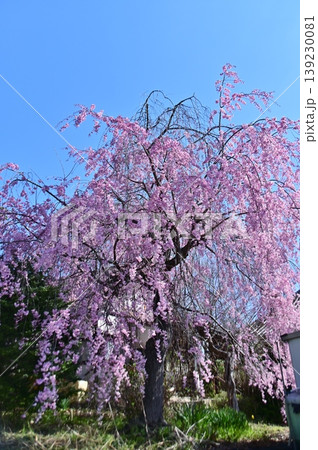 青空に映える紅しだれ桜 青空に映える紅しだれ桜 139230081