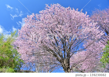 青空に映える満開の大山桜 139230082