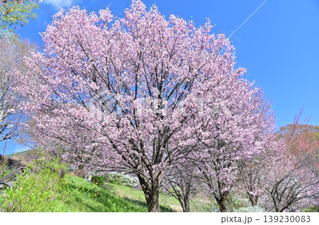 青空に映える稲荷山公園の満開の大山桜 139230083