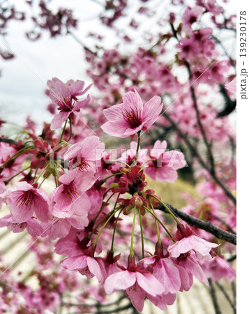 満開な桜 満開な桜 139230178