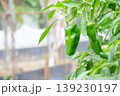 菜園のピーマン 139230197