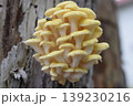 タモギタケ1 139230216
