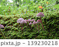 チシオタケ1 139230218