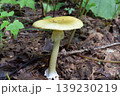 タマゴタケモドキ 139230219