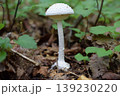 タマシロオニタケ 139230220