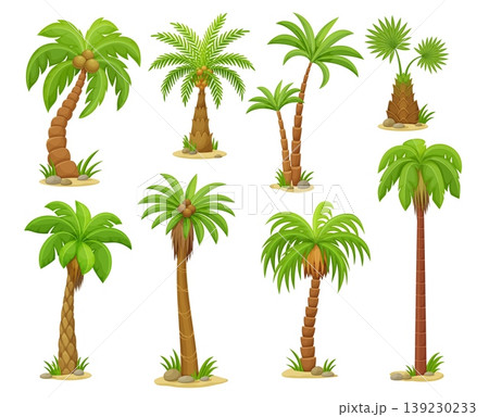 Cartoon tropical palm trees species with curved trunks, lush green leaves, coconuts, sandy ground and stones. Vector summer nature elements, island beach exotic plants, symbol of travel or vacation Cartoon tropical palm trees species with curved trunks, lush green leaves, coconuts, sandy ground and stones. Vector summer nature elements, island beach exotic plants, symbol of travel or vacation 139230233
