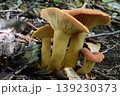 チチタケ 139230373