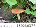 チチアワタケ 139230377