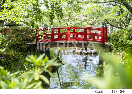 打吹公園の新緑・初夏の風景　倉吉市 139230463