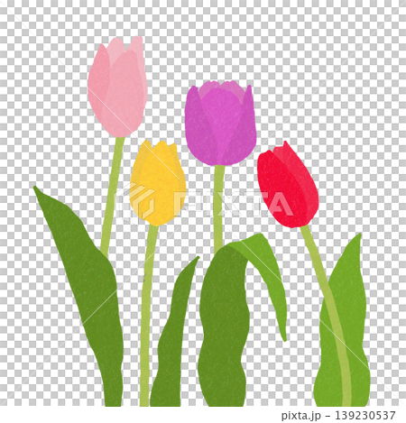 Tulip Tulip 139230537